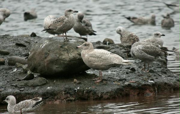 Glaucous Gull <i>Larus hyperboreus</i>