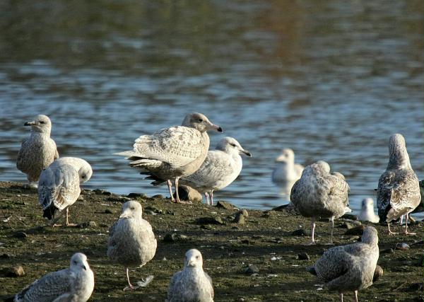Glaucous Gull <i>Larus hyperboreus</i>