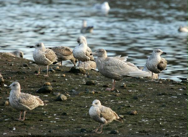 Glaucous Gull <i>Larus hyperboreus</i>