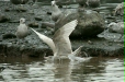 Glaucous Gull