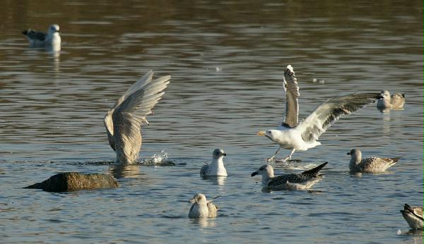 Glaucous Gull <i>Larus hyperboreus</i>
