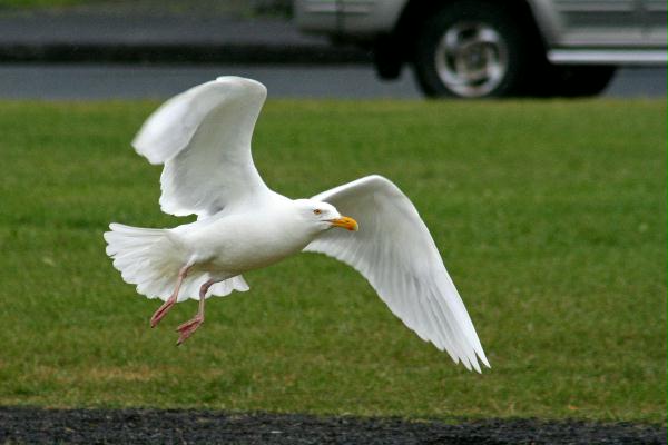 Glaucous Gull <i>Larus hyperboreus</i>