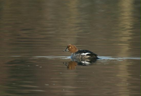Goldeneye <i>Bucephala clangula</i>