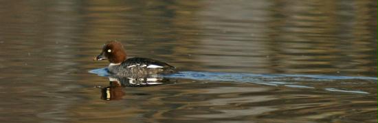 Goldeneye <i>Bucephala clangula</i>