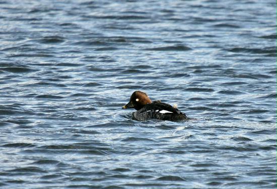 Goldeneye <i>Bucephala clangula</i>