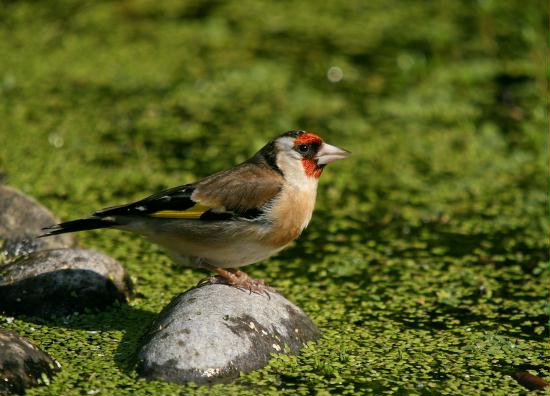 Goldfinch <i>Carduelis carduelis</i>