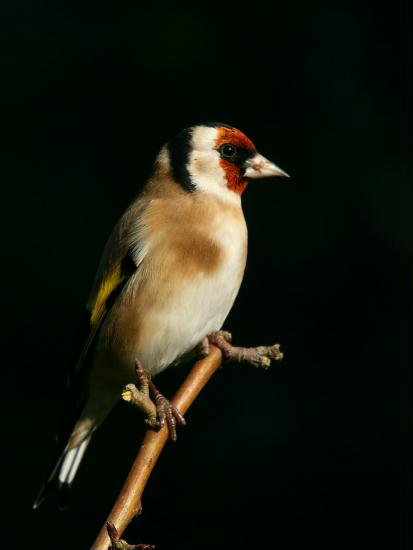 Goldfinch <i>Carduelis carduelis</i>