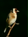 Goldfinch