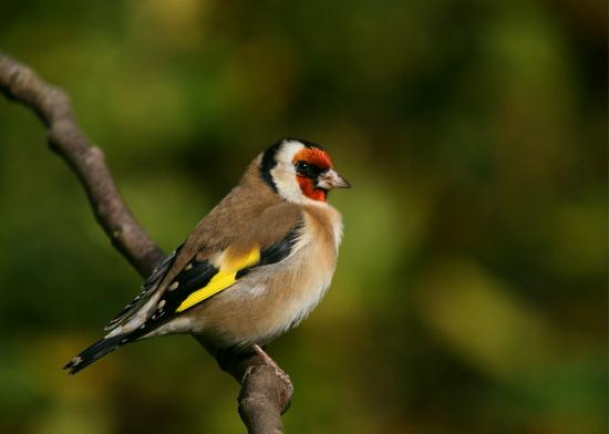 Goldfinch <i>Carduelis carduelis</i>
