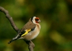 Goldfinch