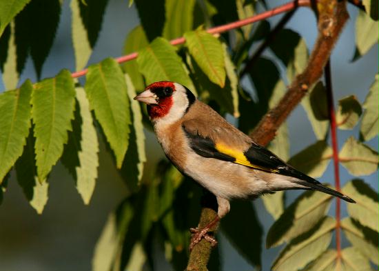 Goldfinch <i>Carduelis carduelis</i>