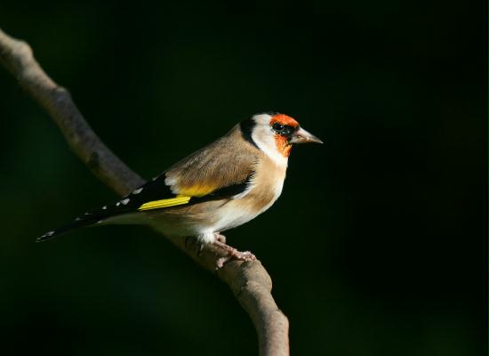 Goldfinch <i>Carduelis carduelis</i>