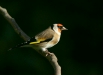 Goldfinch