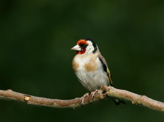 Goldfinch <i>Carduelis carduelis</i>