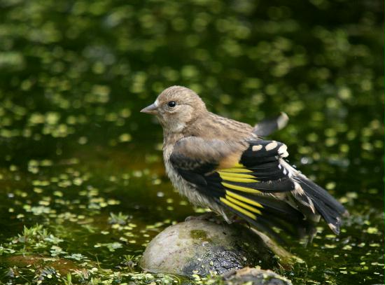 Goldfinch <i>Carduelis carduelis</i>