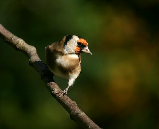 Goldfinch <i>Carduelis carduelis</i>
