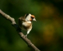 Goldfinch