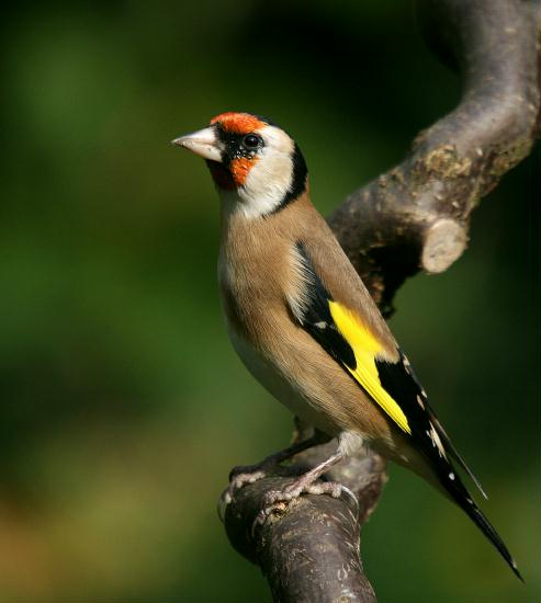 Goldfinch <i>Carduelis carduelis</i>