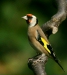 Goldfinch
