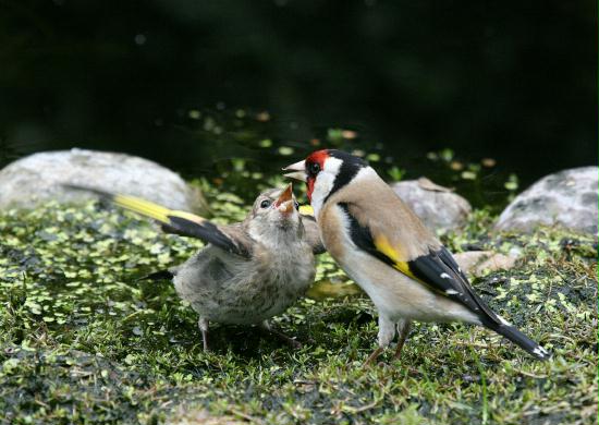Goldfinch <i>Carduelis carduelis</i>