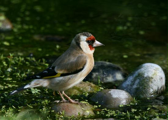 Goldfinch <i>Carduelis carduelis</i>