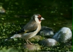Goldfinch