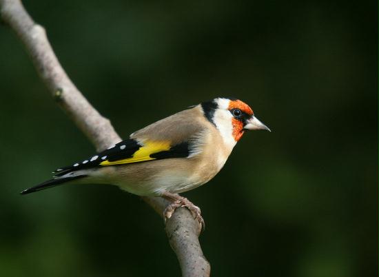 Goldfinch <i>Carduelis carduelis</i>