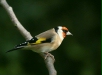Goldfinch