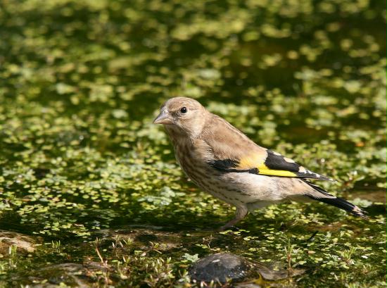 Goldfinch <i>Carduelis carduelis</i>