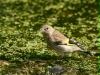 Goldfinch