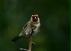 Goldfinch