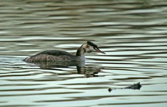 Great Crested Grebe <i>Podiceps cristatus</i>