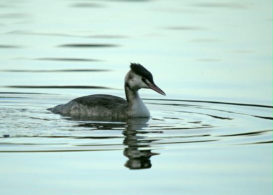 Great Crested Grebe <i>Podiceps cristatus</i>