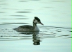 Great Crested Grebe