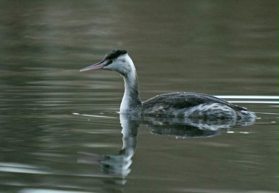 Great Crested Grebe <i>Podiceps cristatus</i>