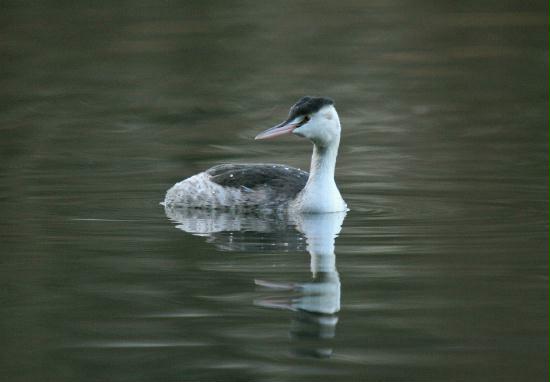 Great Crested Grebe <i>Podiceps cristatus</i>