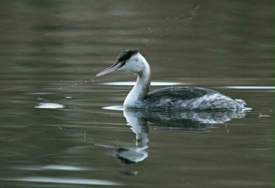 Great Crested Grebe <i>Podiceps cristatus</i>