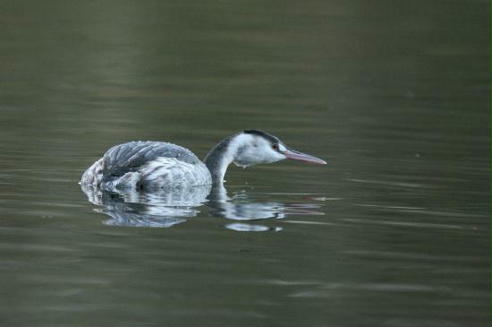 Great Crested Grebe <i>Podiceps cristatus</i>