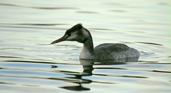 Great Crested Grebe <i>Podiceps cristatus</i>