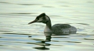 Great Crested Grebe
