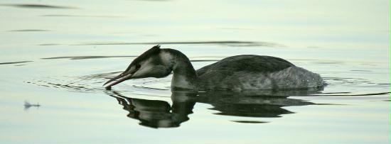 Great Crested Grebe <i>Podiceps cristatus</i>