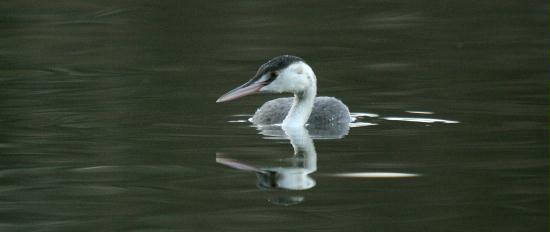 Great Crested Grebe <i>Podiceps cristatus</i>