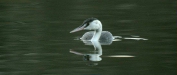 Great Crested Grebe