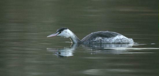 Great Crested Grebe <i>Podiceps cristatus</i>