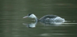 Great Crested Grebe