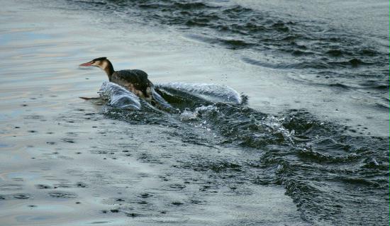 Great Crested Grebe <i>Podiceps cristatus</i>