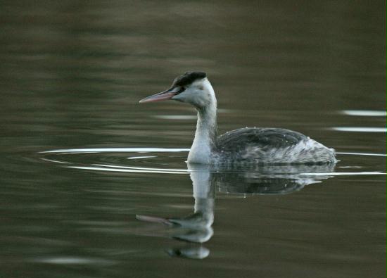 Great Crested Grebe <i>Podiceps cristatus</i>