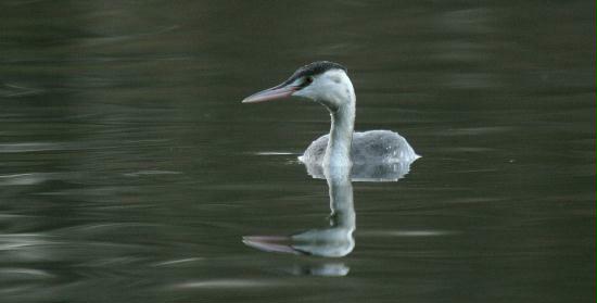 Great Crested Grebe <i>Podiceps cristatus</i>