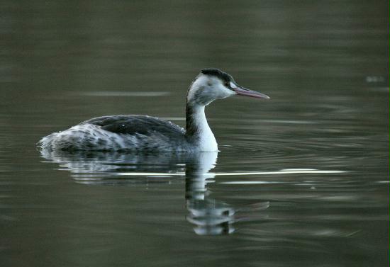 Great Crested Grebe <i>Podiceps cristatus</i>
