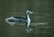 Great Crested Grebe